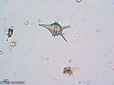 phyto/Thau_Lagoon/THAU_station1/GELAMED 2010/Protoperidinium longipes (ancienProtoperidinium diabolum)(copy)_thumb.jpg